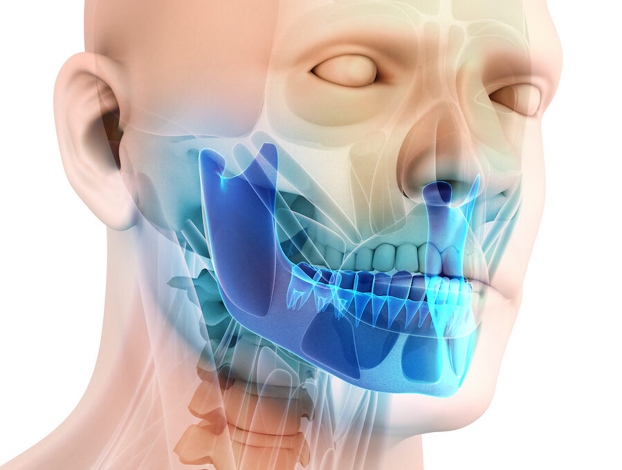 Closeup of a head model with the jawbone highlighted in blue